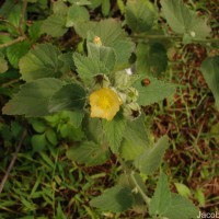 Sida cordifolia L.